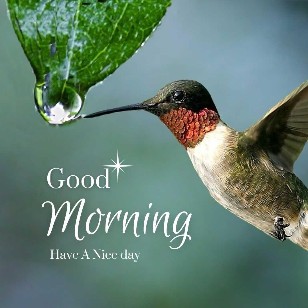 Good Morning with birds